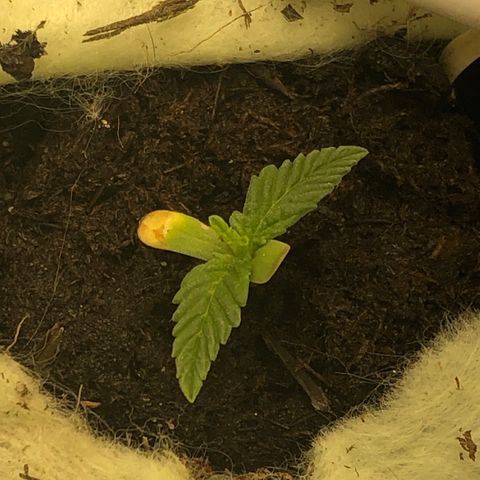 Latifa.2 growlog timeline photo