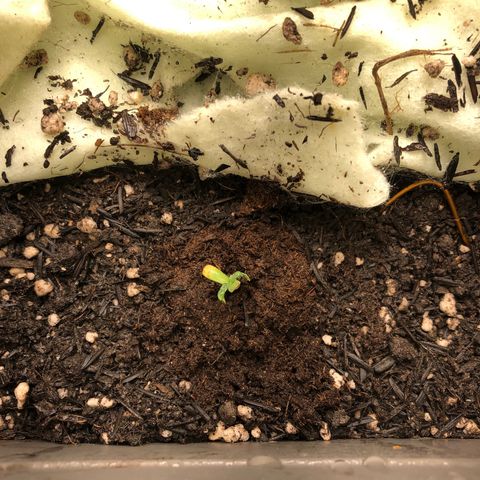 Latifa.2 growlog photo: Transplante feito para o vaso.