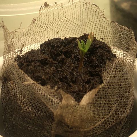 Latifa.2 growlog photo: Dia do nascimento.