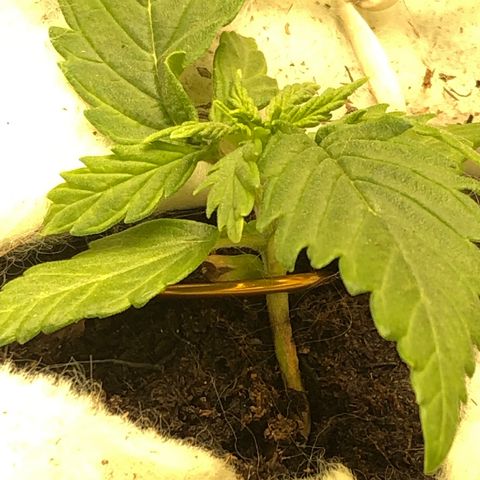 Latifa.2 growlog photo: LST 