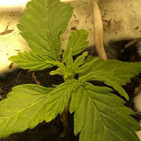 Latifa.2 growlog timeline photo