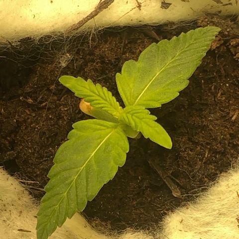 Latifa.2 growlog timeline photo