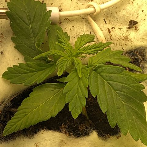 Latifa.2 growlog photo: 1 dia após LST