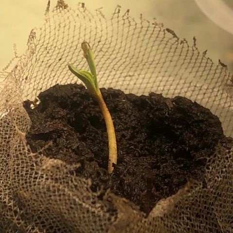 Latifa.2 growlog timeline photo