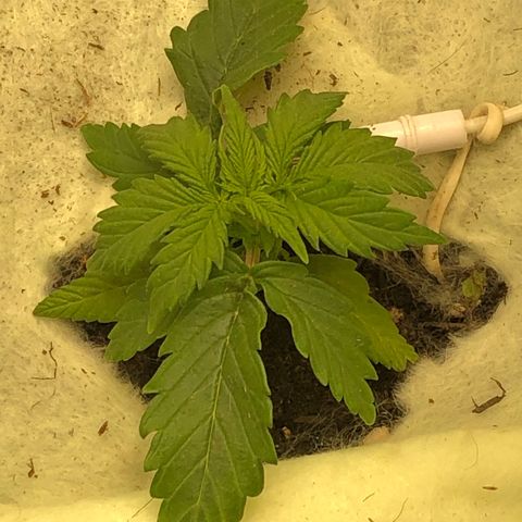 Latifa.2 growlog timeline photo
