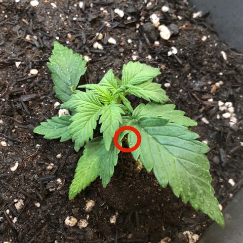 Latifa.2 growlog photo: Latifa.2 na hora do banho, detalhe para o arame do LST