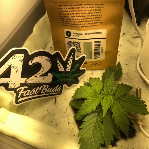 Latifa.2 growlog timeline photo