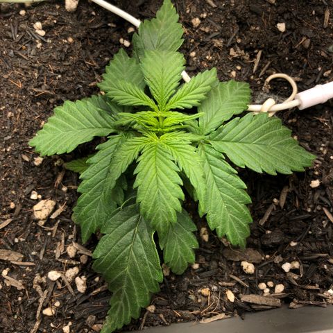 Latifa.2 growlog timeline photo