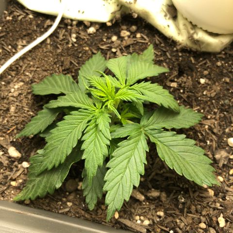Latifa.2 growlog photo: Antes da poda