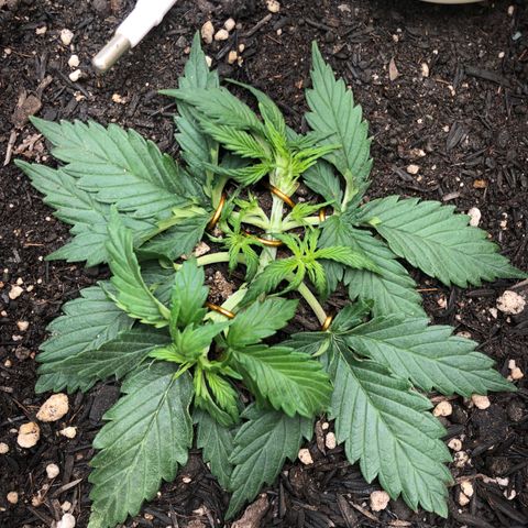 Latifa.2 growlog timeline photo