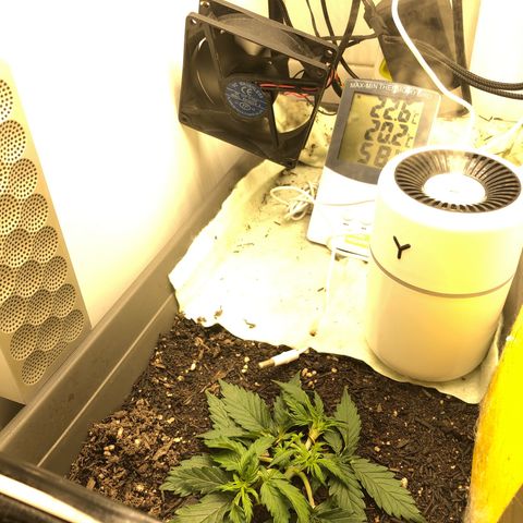 Latifa.2 growlog photo: Just chillin some Beethoven