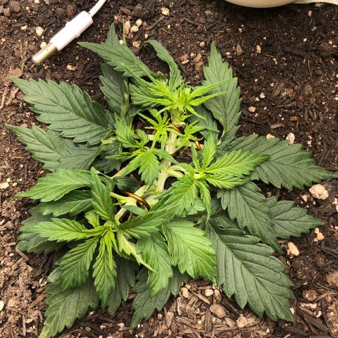 Latifa.2 growlog timeline photo
