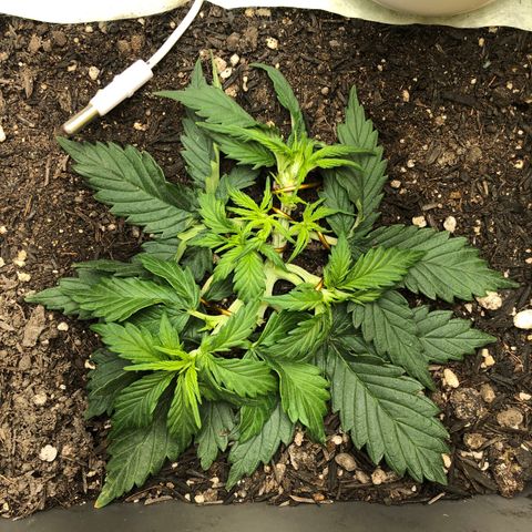 Latifa.2 growlog photo: Mais algumas amarras, novos ramos estão surgindo 