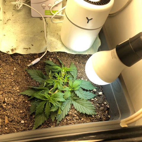 Latifa.2 growlog photo: Um pequeno incentivo de 9w para pequena Latifa.2