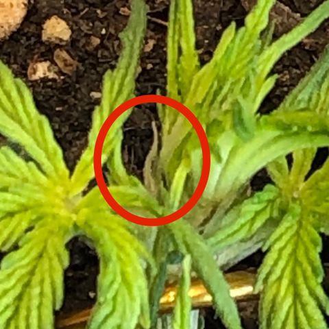 Latifa.2 growlog timeline photo