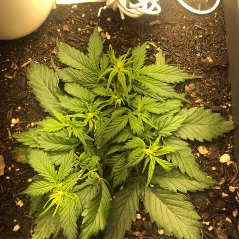 Latifa.2 growlog timeline photo