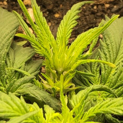 Latifa.2 growlog photo: E os cabelinhos aparecendo cada vez mais