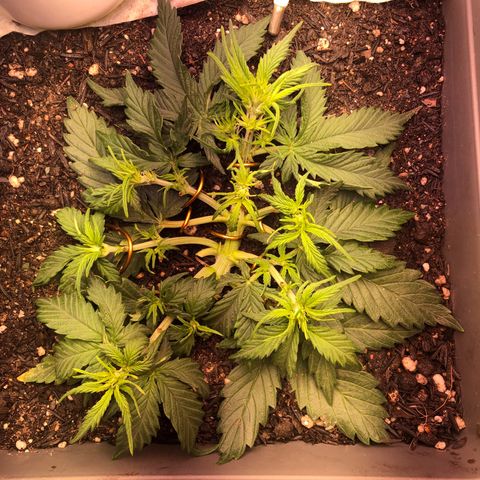 Latifa.2 growlog timeline photo