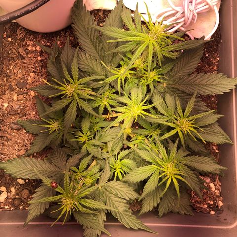 Latifa.2 growlog timeline photo