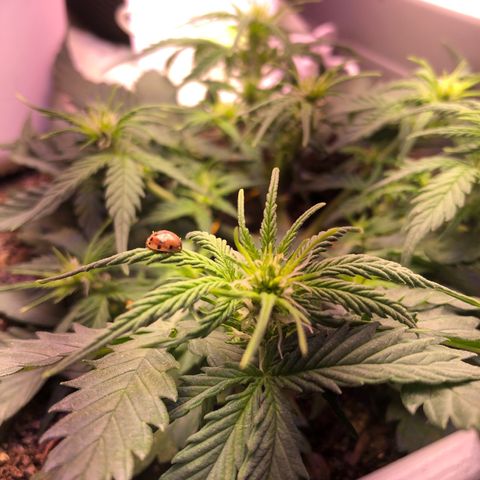 Latifa.2 growlog photo: Agora Latifa.2 tem uma aliada contra pequenos insetos, Dona Joana