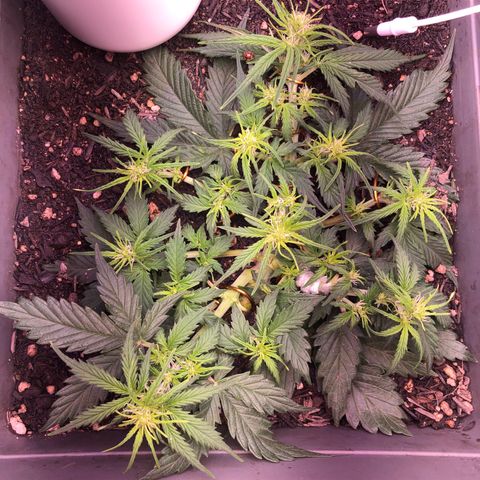 Latifa.2 growlog timeline photo