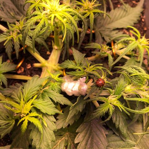Latifa.2 growlog photo: Tentativa de super cropping