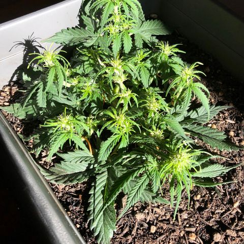 Latifa.2 growlog photo: Um lugar ao sol