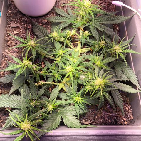 Latifa.2 growlog timeline photo