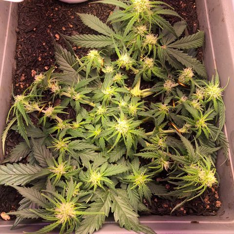 Latifa.2 growlog timeline photo