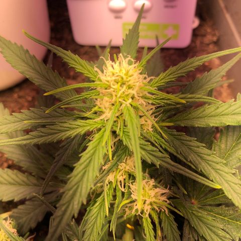 Latifa.2 growlog photo: Começou a nevar