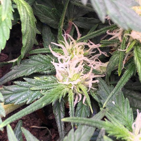 Latifa.2 growlog timeline photo