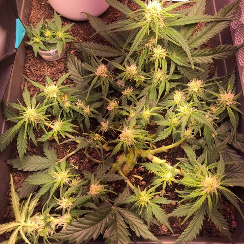 Latifa.2 growlog timeline photo
