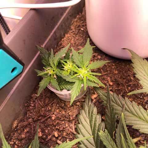 Latifa.2 growlog photo: Tentativa de clone, água misturada com umas gotas de Babosa, Zion Farm
