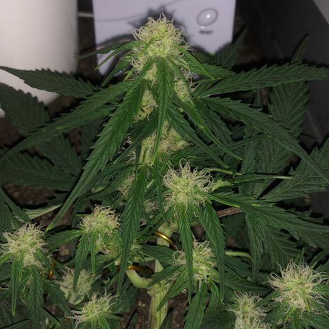 Latifa.2 growlog timeline photo