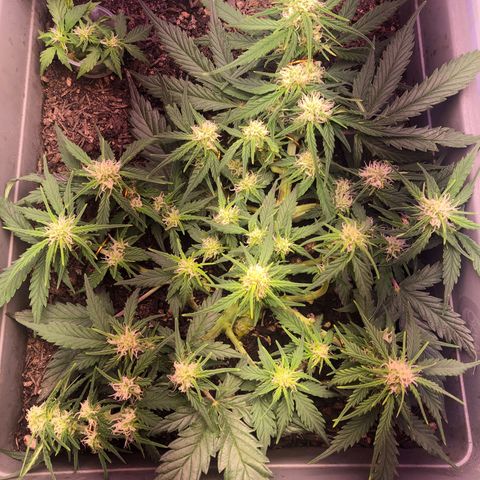 Latifa.2 growlog timeline photo