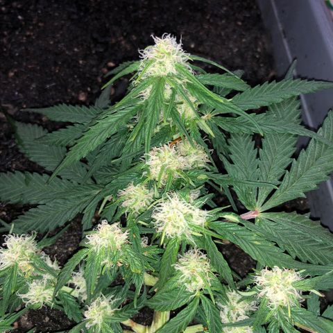 Latifa.2 growlog timeline photo