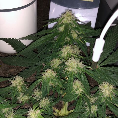 Latifa.2 growlog timeline photo