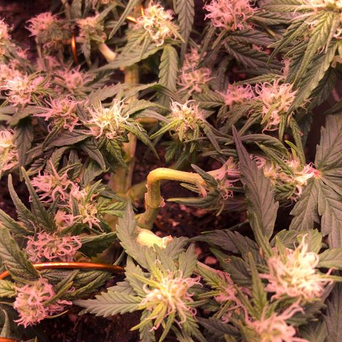 Latifa.2 growlog timeline photo