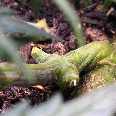 Latifa.2 growlog timeline photo