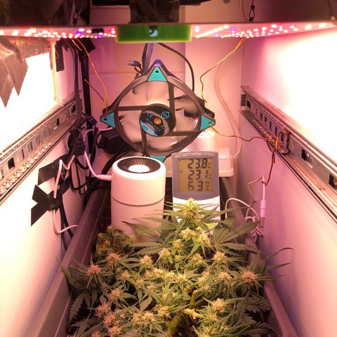 Latifa.2 growlog timeline photo