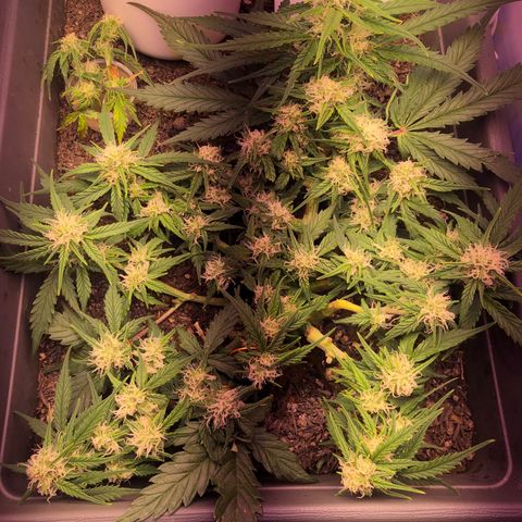 Latifa.2 growlog timeline photo