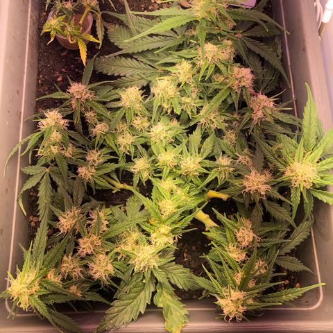 Latifa.2 growlog timeline photo