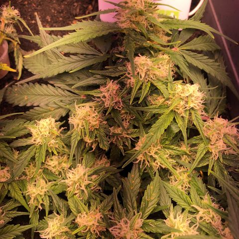 Latifa.2 growlog timeline photo
