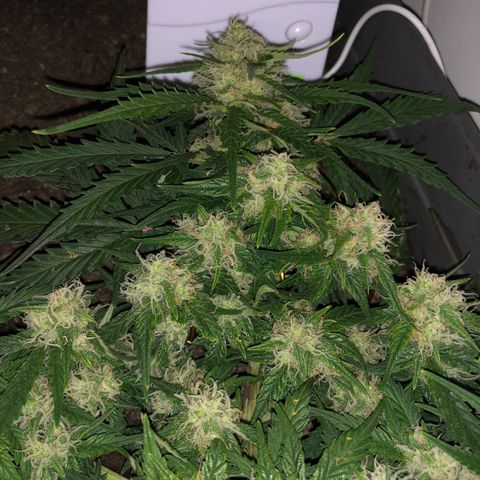 Latifa.2 growlog timeline photo