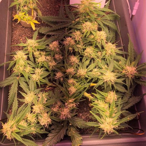 Latifa.2 growlog timeline photo