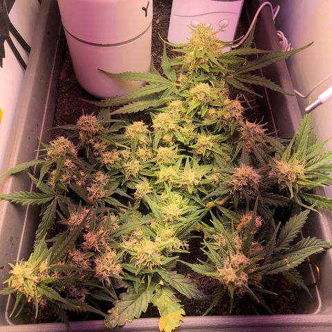 Latifa.2 growlog timeline photo
