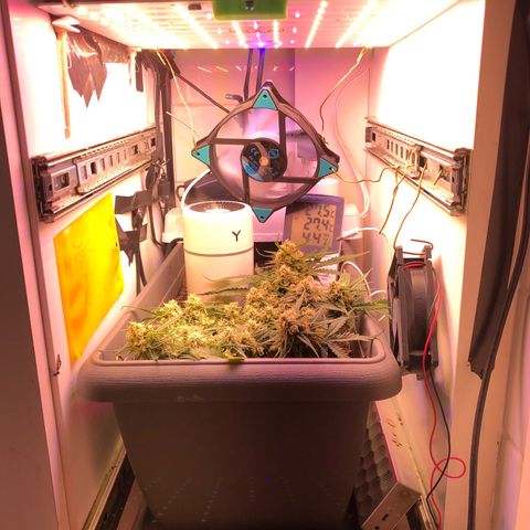 Latifa.2 growlog timeline photo