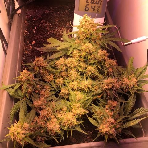 Latifa.2 growlog timeline photo