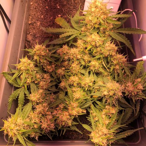Latifa.2 growlog timeline photo