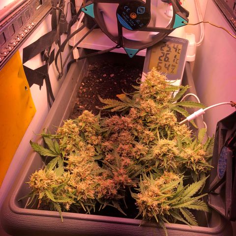 Latifa.2 growlog timeline photo